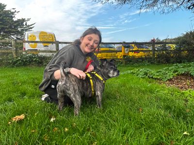 Lola Lou | Terrier (Staffordshire Bull) Cross | Shoreham (Sussex) - 2