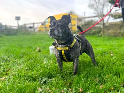 Lola Lou | Terrier (Staffordshire Bull) Cross | Shoreham (Sussex) - 2