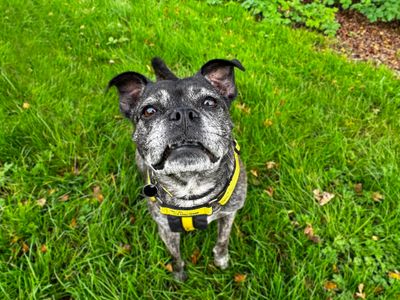 Lola Lou | Terrier (Staffordshire Bull) Cross | Shoreham (Sussex) - 5