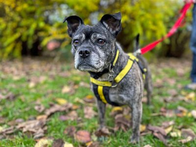 Lola Lou | Terrier (Staffordshire Bull) Cross | Shoreham (Sussex) - 4