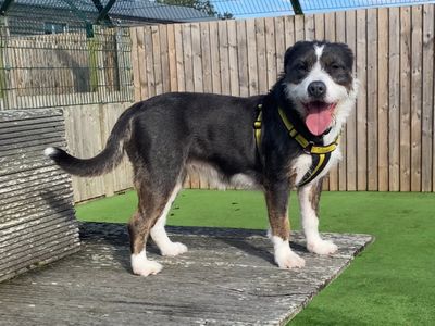 Mollie | Collie (Border) Cross | Loughborough - 5