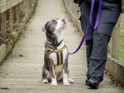 Mollie | Collie (Border) Cross | Loughborough - 3