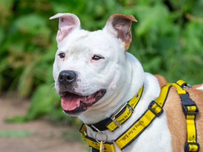 Sadie | Terrier (Staffordshire Bull) | Loughborough - 3