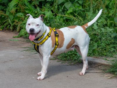 Sadie | Terrier (Staffordshire Bull) | Loughborough - 5