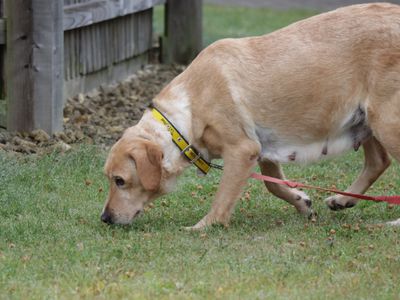 Autumn | Retriever (Golden) Cross | Evesham (Worcestershire) - 3