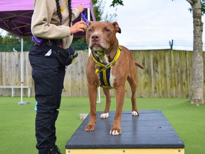 Milo | Terrier (Staffordshire Bull) | Harefield West London - 5