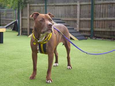 Milo | Terrier (Staffordshire Bull) | Harefield West London - 3