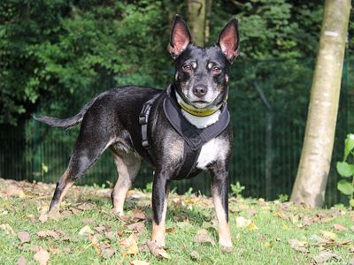 Missy | Terrier (Jack Russell) Cross | Merseyside (Liverpool) - 5