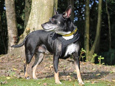 Missy | Terrier (Jack Russell) Cross | Merseyside (Liverpool) - 3