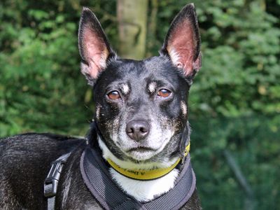 Missy | Terrier (Jack Russell) Cross | Merseyside (Liverpool) - 1