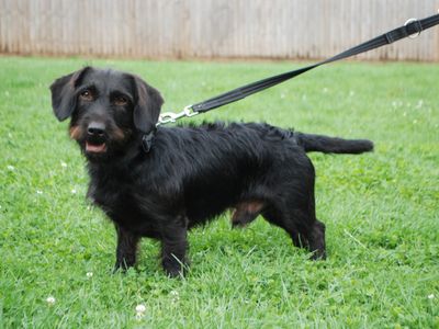 Dexter | Dachshund (Smooth Haired) Cross | Newbury (Berkshire) - 5