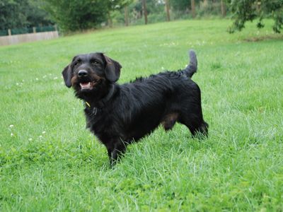 Dexter | Dachshund (Smooth Haired) Cross | Newbury (Berkshire) - 3