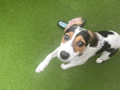 Edie | Beagle Cross | Cardiff - 3