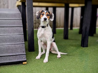 Edie | Beagle Cross | Cardiff - 5