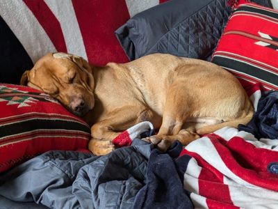 Bear | Shar Pei Cross | Glasgow - 3