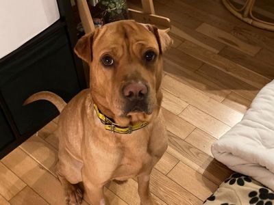 Bear | Shar Pei Cross | Glasgow - 5