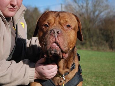 Kaizer | Dogue De Bordeaux Cross | Newbury (Berkshire) - 5