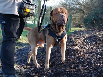 Kaizer | Dogue De Bordeaux Cross | Newbury (Berkshire) - 3