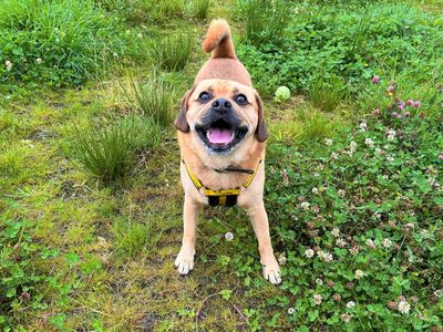 Marshall | Beagle Cross | Ballymena (Northern Ireland) - 3