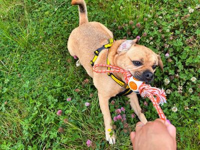 Marshall | Beagle Cross | Ballymena (Northern Ireland) - 5