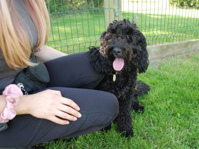 Cosmo | Spaniel (Cocker) Cross | Newbury (Berkshire) - 3