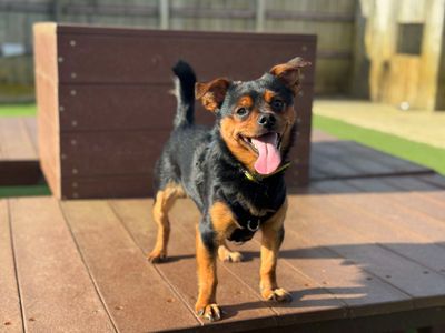 Rex | Terrier (Yorkshire) Cross | Salisbury (Wiltshire) - 3