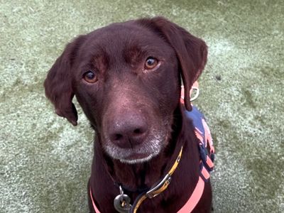 Lexi | Retriever (Labrador) | Shoreham (Sussex) - 3