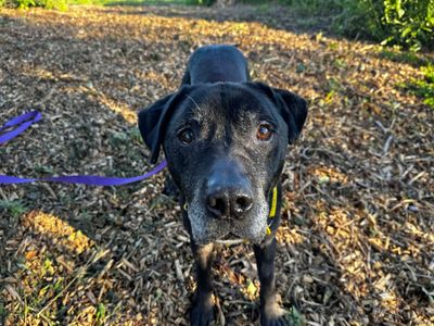 Ralph | Retriever (Labrador) | Shoreham (Sussex) - 5