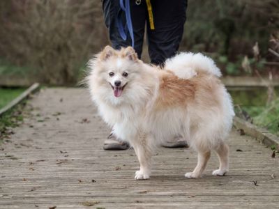 Teddy | Pomeranian | Loughborough - 5