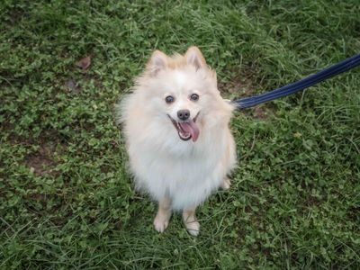 Teddy | Pomeranian | Loughborough - 3