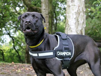 Jess | Retriever (Labrador) Cross | Merseyside (Liverpool) - 3