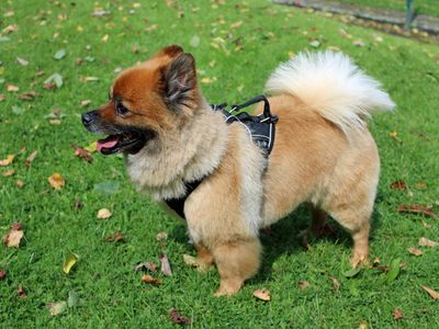 Ted | Pomeranian | Merseyside (Liverpool) - 3