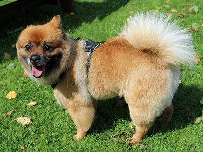 Ted | Pomeranian | Merseyside (Liverpool) - 2