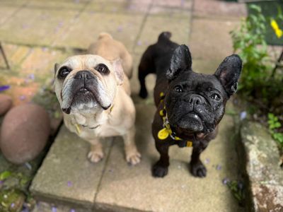 Madge | French Bulldog | Cumbria rehoming - 5