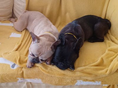 Madge | French Bulldog | Cumbria rehoming - 3