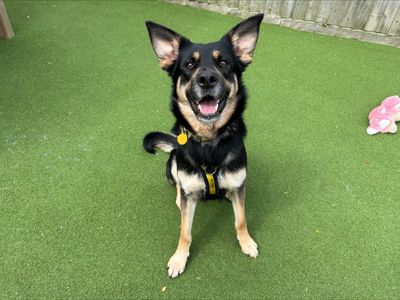 Rose | German Shepherd Dog Cross | Salisbury (Wiltshire) - 5