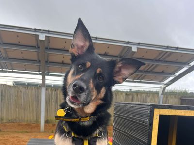 Rose | German Shepherd Dog Cross | Salisbury (Wiltshire) - 3