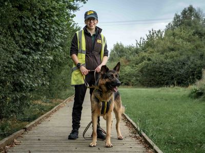 Kilo | German Shepherd Dog | Loughborough - 3