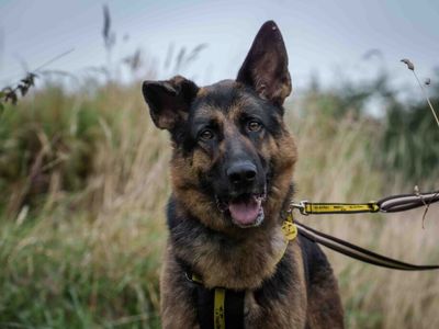 Kilo | German Shepherd Dog | Loughborough - 5