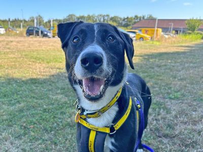 Solomon | Collie (Border) Cross | Basildon (Essex) - 5