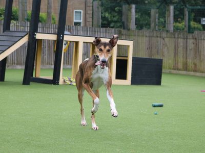 Twirl | Lurcher | Darlington - 3