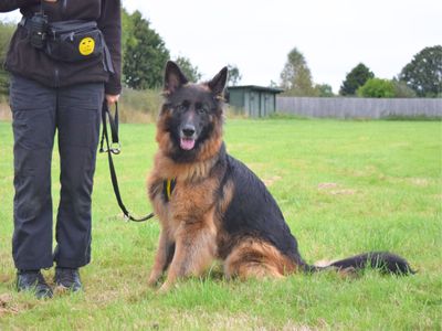 Lilly | German Shepherd Dog | Harefield West London - 2