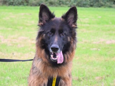 Lilly | German Shepherd Dog | Harefield West London - 3