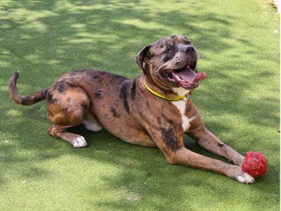 Mango | Terrier (Staffordshire Bull) | Manchester - 3