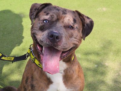 Mango | Terrier (Staffordshire Bull) | Manchester - 3