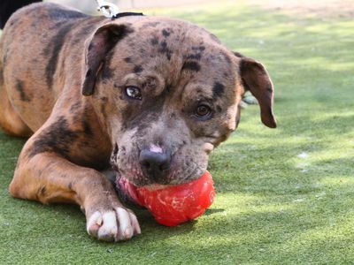 Mango | Terrier (Staffordshire Bull) | Manchester - 5