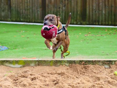 Mango | Terrier (Staffordshire Bull) | Manchester - 5