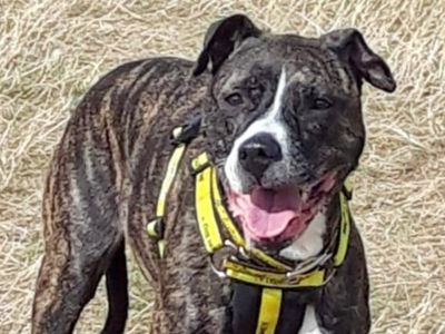 Bow | Terrier (Staffordshire Bull) | Basildon (Essex) - 3