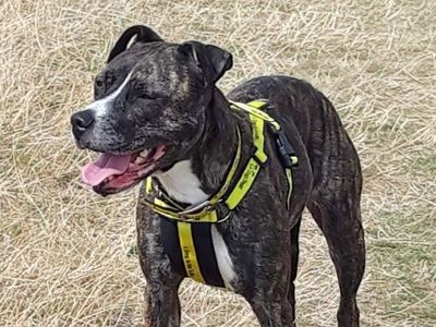 Bow | Terrier (Staffordshire Bull) | Basildon (Essex) - 5