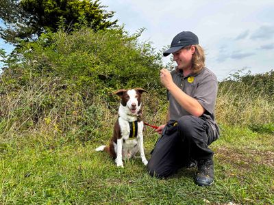 Billy | Collie (Border) Cross | Shoreham (Sussex) - 3